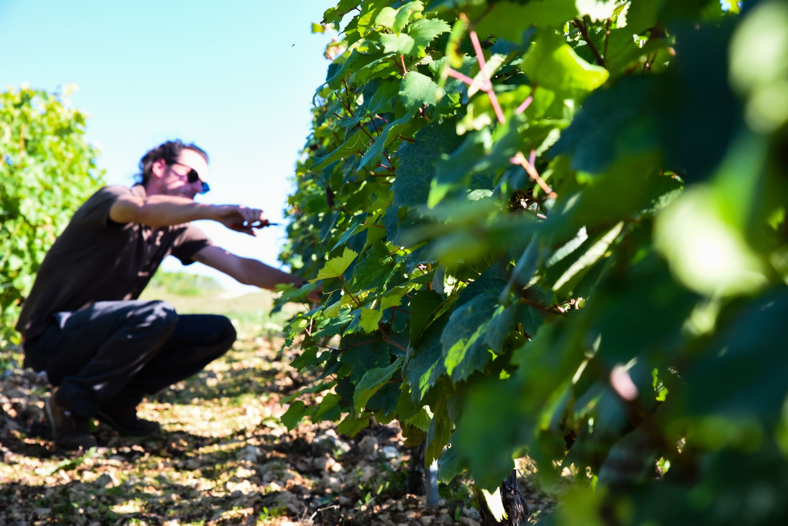 Domaine viticole