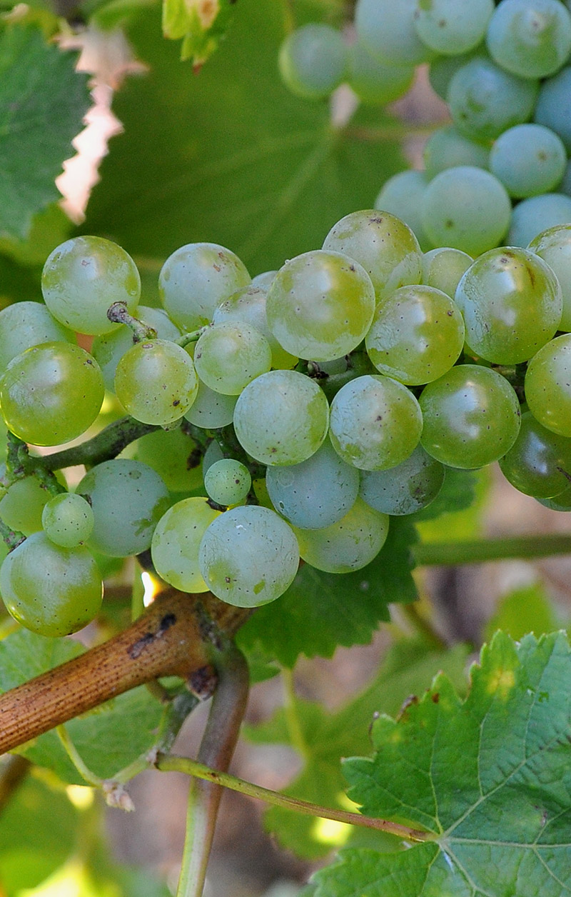 Raisin vin blanc