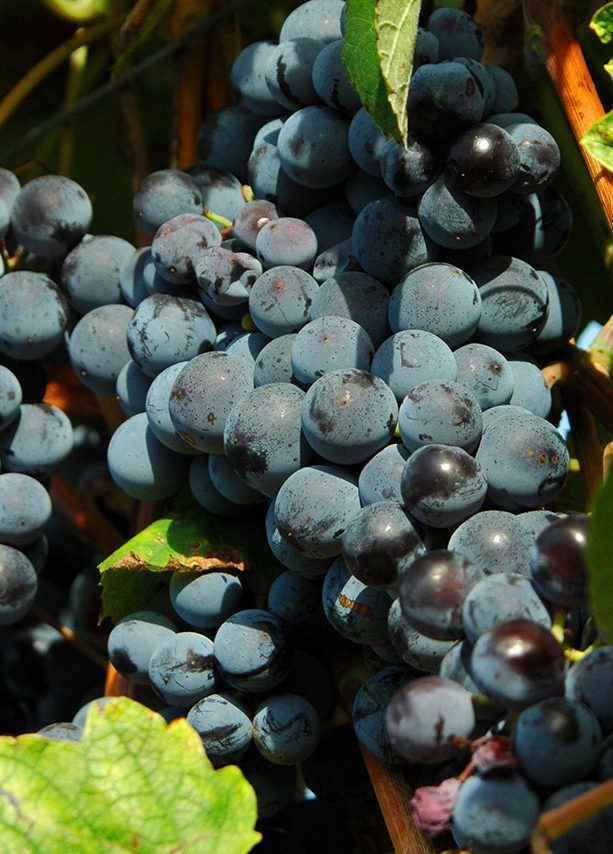 Raisin vin rouge